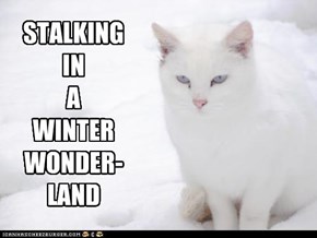 STALKING IN A WINTER WONDER-LAND