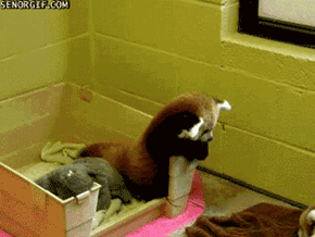 Red Pandas Are Cute