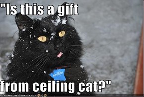 "Is this a gift  from ceiling cat?"