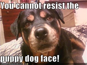 You cannot resist the  puppy dog face!