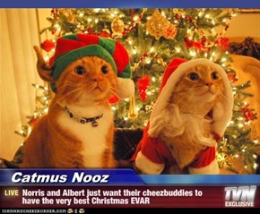 Catmus Nooz - Norris and Albert just want their cheezbuddies to have the very best Christmas EVAR