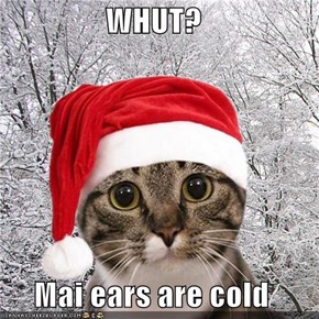 WHUT?  Mai ears are cold