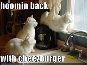 hoomin back  with cheezburger