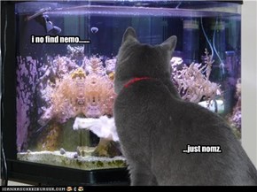 i no find nemo.......