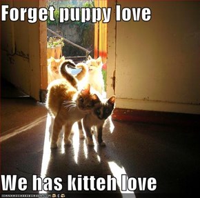 Forget puppy love  We has kitteh love