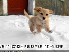 WHAT IS THIS FLUFFAY WHITE STUF??