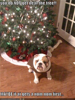 you do NOT get near the tree!!  MAYBE if ai gets a nom nom first...