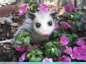 Possum in Purple Flowers 