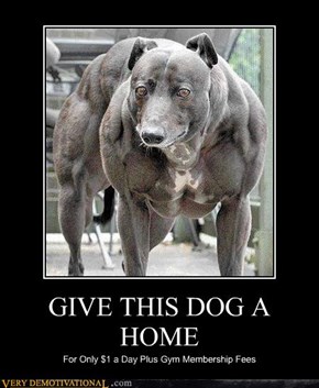GIVE THIS DOG A HOME