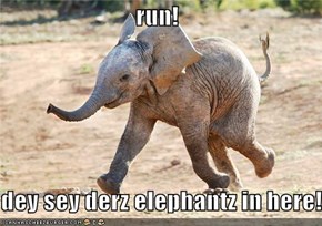 run!  dey sey derz elephantz in here!
