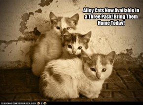 Alley Cats Now Available in a Three Pack!