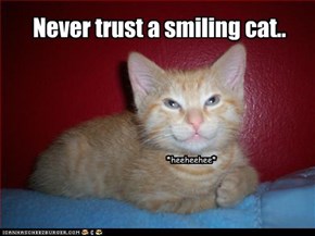 Never trust a smiling cat..