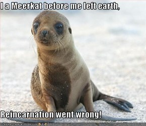 I a Meerkat before me left earth,  Reincarnation went wrong!