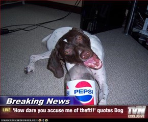 Breaking News - 'How dare you accuse me of theft!!' quotes Dog