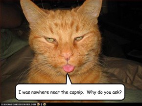 I was nowhere near the capnip.  Why do you ask?