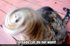 Tornado cat  do not want!