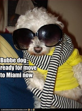 Bubbe dog ready for move to Miami now