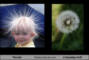 This Kid Totally Looks Like A Dandelion Puff