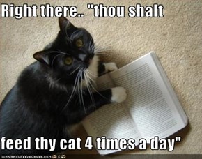 Right there.. "thou shalt  feed thy cat 4 times a day"