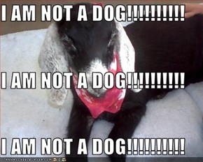 I AM NOT A DOG!!!!!!!!!! I AM NOT A DOG!!!!!!!!!! I AM NOT A DOG!!!!!!!!!!