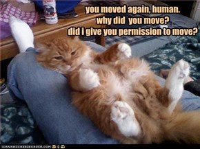 you moved again, human. why did  you move? did i give you permission to move?