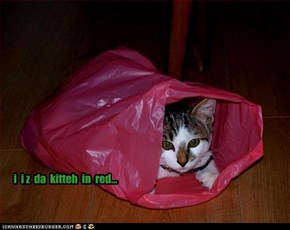 Kitteh in red
