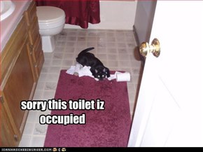 sorry this toilet iz occupied