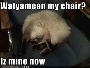 Watyamean my chair?  Iz mine now