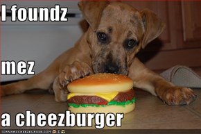 I foundz mez a cheezburger