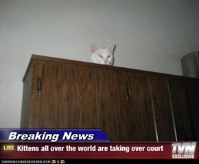 Breaking News - Kittens all over the world are taking over court
