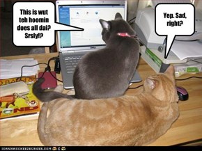 This is wut teh hoomin does all dai? Srsly!?