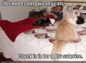 Chuck does not own any cats.  Chuck is in for a BIG surprise.