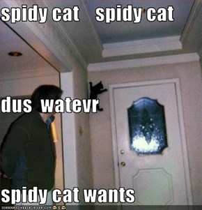 spidy cat    spidy cat dus  watevr  spidy cat wants