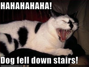 HAHAHAHAHA!  Dog fell down stairs!