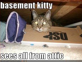 basement kitty  sees all from attic