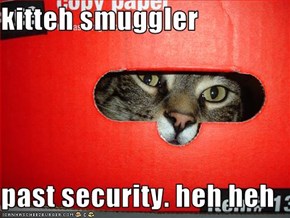 kitteh smuggler  past security. heh heh