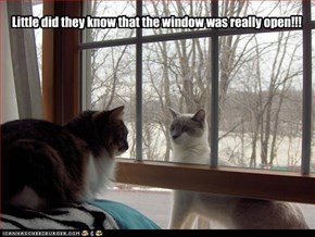 Little did they know that the window was really open!!!