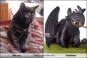 this cat Totally Looks Like Toothless