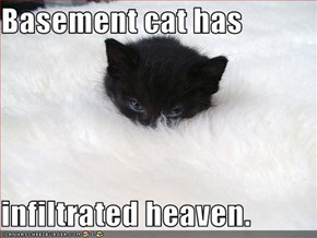 Basement cat has  infiltrated heaven.