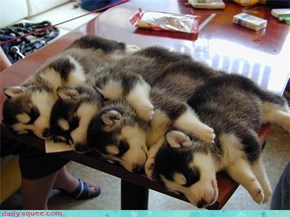 Stackable Huskies