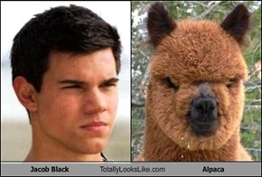 Jacob Black Totally Looks Like Alpaca
