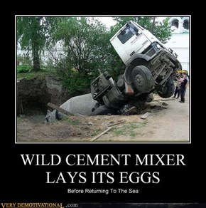 WILD CEMENT MIXER LAYS ITS EGGS