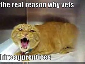 the real reason why vets  hire apprentices