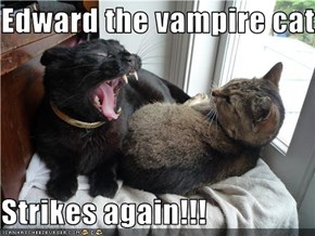 Edward the vampire cat  Strikes again!!!