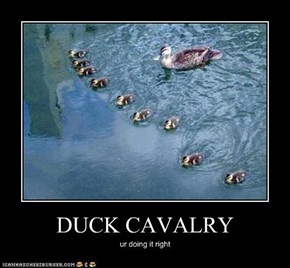 DUCK CAVALRY