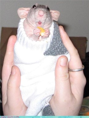 Sock Bed; Ritz Snack; What More Could a Rat Ask For?