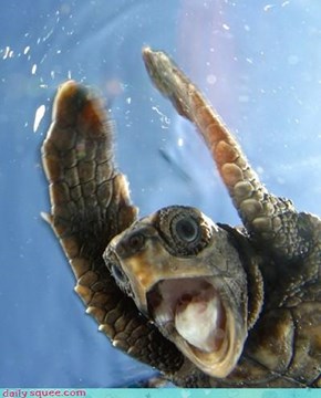 Woah! I'm A Turtle!
