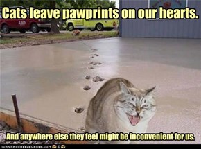 Cats leave pawprints on our hearts.