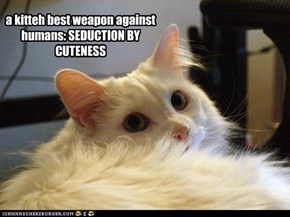 a kitteh best weapon against humans: SEDUCTION BY CUTENESS