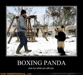 BOXING PANDA